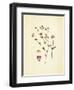 French Herbarium 2-Devon Ross-Framed Art Print