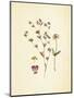 French Herbarium 2-Devon Ross-Mounted Art Print