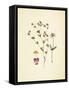 French Herbarium 2-Devon Ross-Framed Stretched Canvas