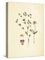 French Herbarium 2-Devon Ross-Stretched Canvas