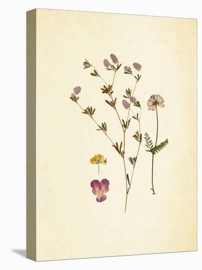 French Herbarium 2-Devon Ross-Stretched Canvas