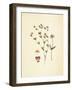 French Herbarium 2-Devon Ross-Framed Art Print
