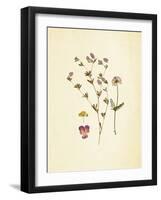 French Herbarium 2-Devon Ross-Framed Art Print