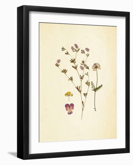 French Herbarium 2-Devon Ross-Framed Art Print