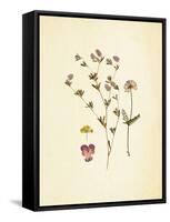 French Herbarium 2-Devon Ross-Framed Stretched Canvas