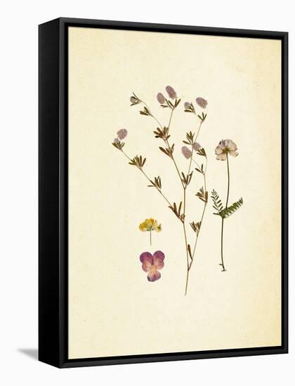 French Herbarium 2-Devon Ross-Framed Stretched Canvas