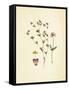 French Herbarium 2-Devon Ross-Framed Stretched Canvas