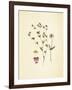 French Herbarium 2-Devon Ross-Framed Art Print