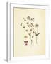 French Herbarium 2-Devon Ross-Framed Art Print