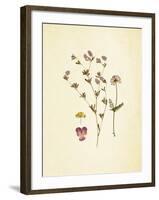 French Herbarium 2-Devon Ross-Framed Art Print