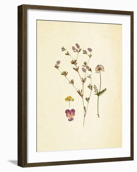 French Herbarium 2-Devon Ross-Framed Art Print