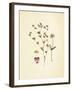 French Herbarium 2-Devon Ross-Framed Art Print