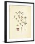 French Herbarium 2-Devon Ross-Framed Art Print