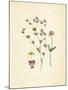 French Herbarium 2-Devon Ross-Mounted Art Print