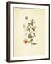 French Herbarium 3-Devon Ross-Framed Art Print