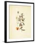 French Herbarium 3-Devon Ross-Framed Art Print