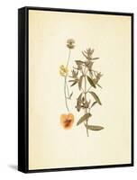 French Herbarium 3-Devon Ross-Framed Stretched Canvas