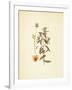 French Herbarium 3-Devon Ross-Framed Art Print