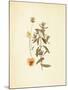 French Herbarium 3-Devon Ross-Mounted Art Print