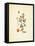 French Herbarium 3-Devon Ross-Framed Stretched Canvas