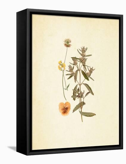 French Herbarium 3-Devon Ross-Framed Stretched Canvas