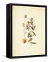 French Herbarium 3-Devon Ross-Framed Stretched Canvas