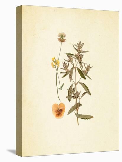 French Herbarium 3-Devon Ross-Stretched Canvas