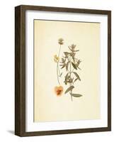 French Herbarium 3-Devon Ross-Framed Art Print