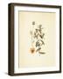 French Herbarium 3-Devon Ross-Framed Art Print