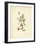 French Herbarium 3-Devon Ross-Framed Art Print