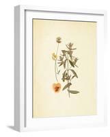 French Herbarium 3-Devon Ross-Framed Art Print