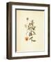 French Herbarium 3-Devon Ross-Framed Art Print