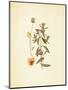 French Herbarium 3-Devon Ross-Mounted Art Print