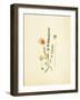 French Herbarium 4-Devon Ross-Framed Art Print