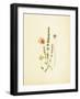 French Herbarium 4-Devon Ross-Framed Art Print