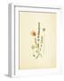 French Herbarium 4-Devon Ross-Framed Art Print