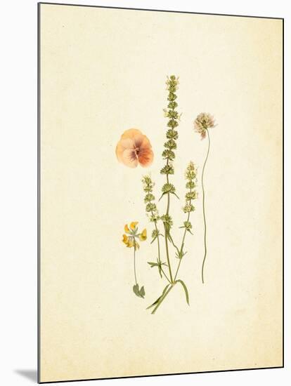 French Herbarium 4-Devon Ross-Mounted Art Print