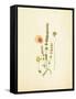 French Herbarium 4-Devon Ross-Framed Stretched Canvas