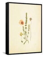 French Herbarium 4-Devon Ross-Framed Stretched Canvas