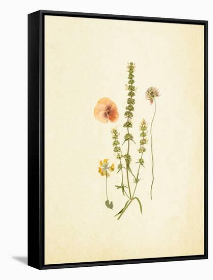 French Herbarium 4-Devon Ross-Framed Stretched Canvas