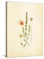 French Herbarium 4-Devon Ross-Stretched Canvas