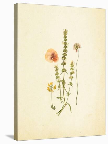 French Herbarium 4-Devon Ross-Stretched Canvas