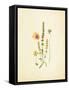 French Herbarium 4-Devon Ross-Framed Stretched Canvas