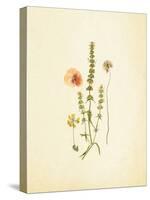 French Herbarium 4-Devon Ross-Stretched Canvas