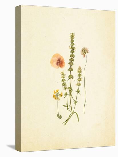 French Herbarium 4-Devon Ross-Stretched Canvas