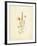 French Herbarium 4-Devon Ross-Framed Art Print