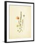 French Herbarium 4-Devon Ross-Framed Art Print