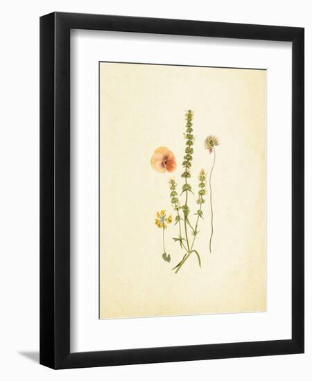 French Herbarium 4-Devon Ross-Framed Art Print