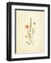 French Herbarium 4-Devon Ross-Framed Art Print