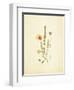French Herbarium 4-Devon Ross-Framed Art Print